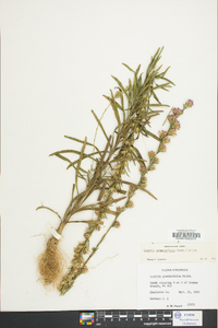 Liatris graminifolia image