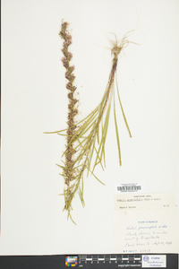 Liatris graminifolia image