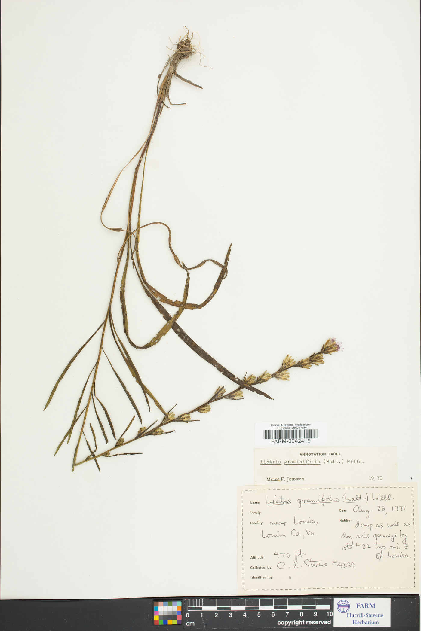 Liatris graminifolia image