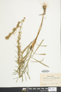 Liatris graminifolia image