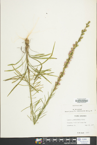 Liatris graminifolia image