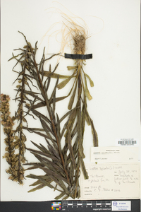 Liatris spicata image