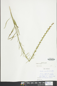 Liatris spicata image