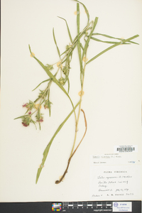 Liatris squarrosa image