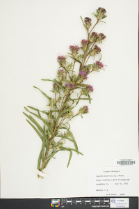 Liatris squarrosa image