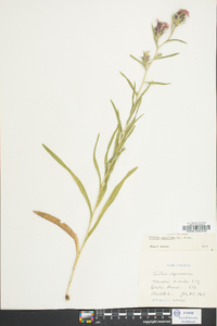 Liatris squarrosa image