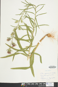 Liatris squarrosa image