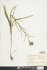 Liatris squarrosa image