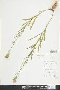 Liatris squarrosa image