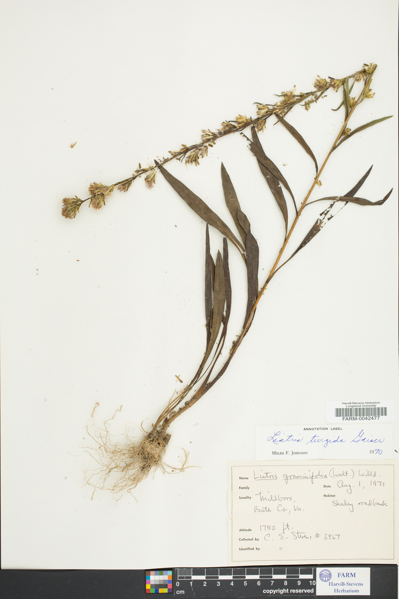 Liatris turgida image
