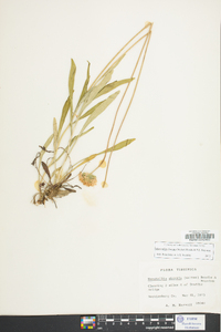 Marshallia obovata image