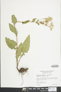 Parthenium integrifolium image