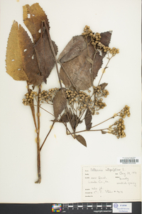 Parthenium integrifolium image