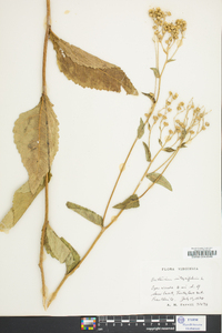 Parthenium integrifolium image