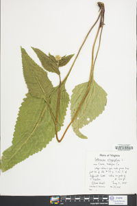 Parthenium integrifolium image