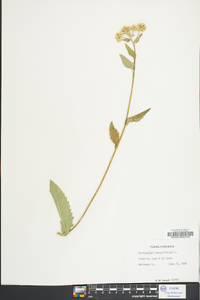 Parthenium integrifolium image