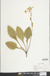 Parthenium integrifolium image