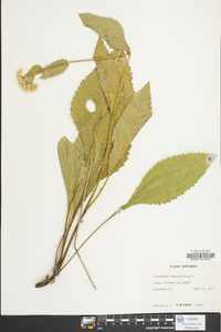 Parthenium integrifolium image