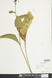 Parthenium integrifolium image