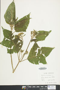 Polymnia canadensis image