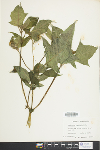 Polymnia canadensis image