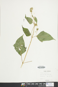 Polymnia canadensis image