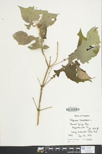 Polymnia canadensis image