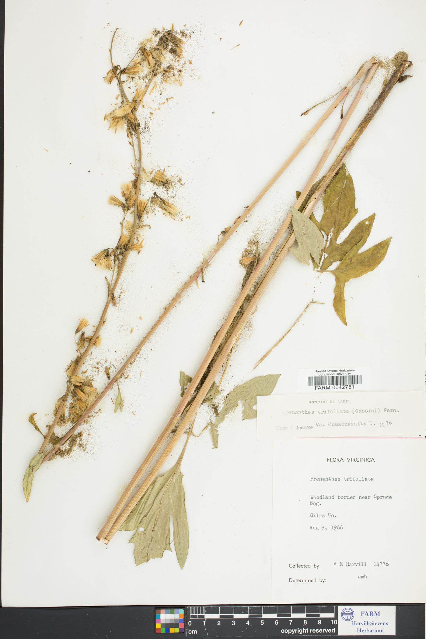 Nabalus trifoliolatus image