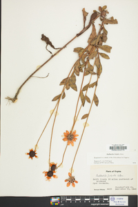 Rudbeckia fulgida image