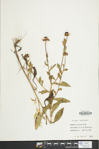 Rudbeckia fulgida image