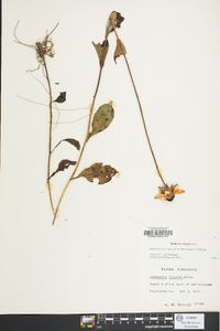 Rudbeckia fulgida image