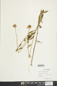 Rudbeckia fulgida image