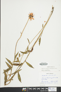 Rudbeckia fulgida image