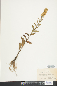 Solidago bicolor image