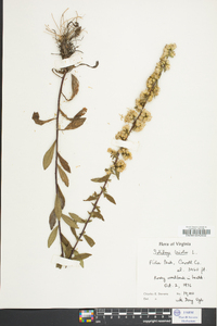 Solidago bicolor image