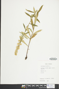 Solidago bicolor image