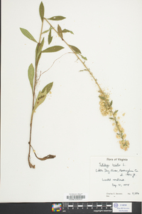 Solidago bicolor image