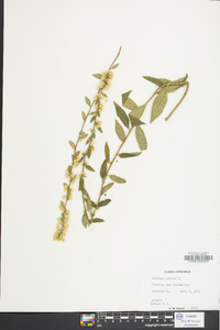 Solidago bicolor image