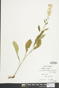 Solidago bicolor image