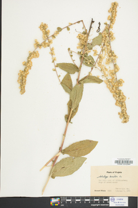 Solidago bicolor image