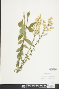 Solidago bicolor image