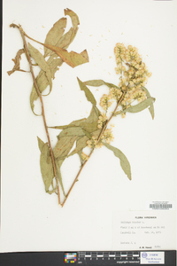 Solidago bicolor image
