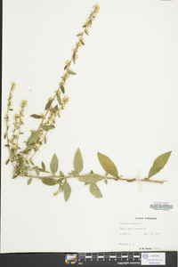 Solidago bicolor image