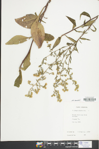 Solidago arguta var. boottii image