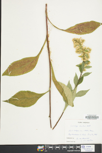 Solidago arguta var. boottii image