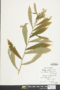 Solidago curtisii image