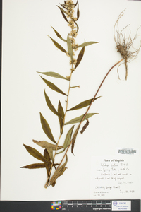 Solidago curtisii image