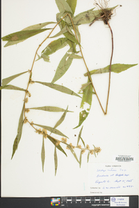 Solidago curtisii image