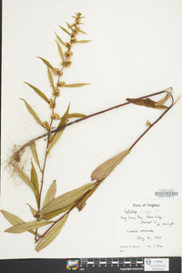 Solidago curtisii image