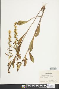 Solidago erecta image